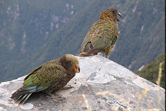 Two kea on a mountain rock