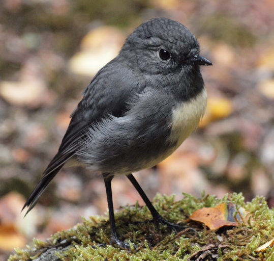 South Island robin. Photo: Herb Christophers (Department of Conservation)
