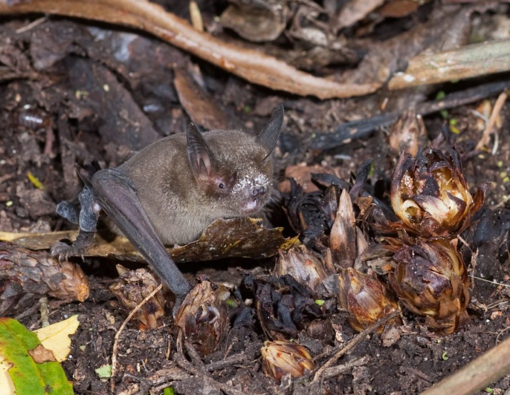 Short tailed bat. Photo Nga Manu images.
