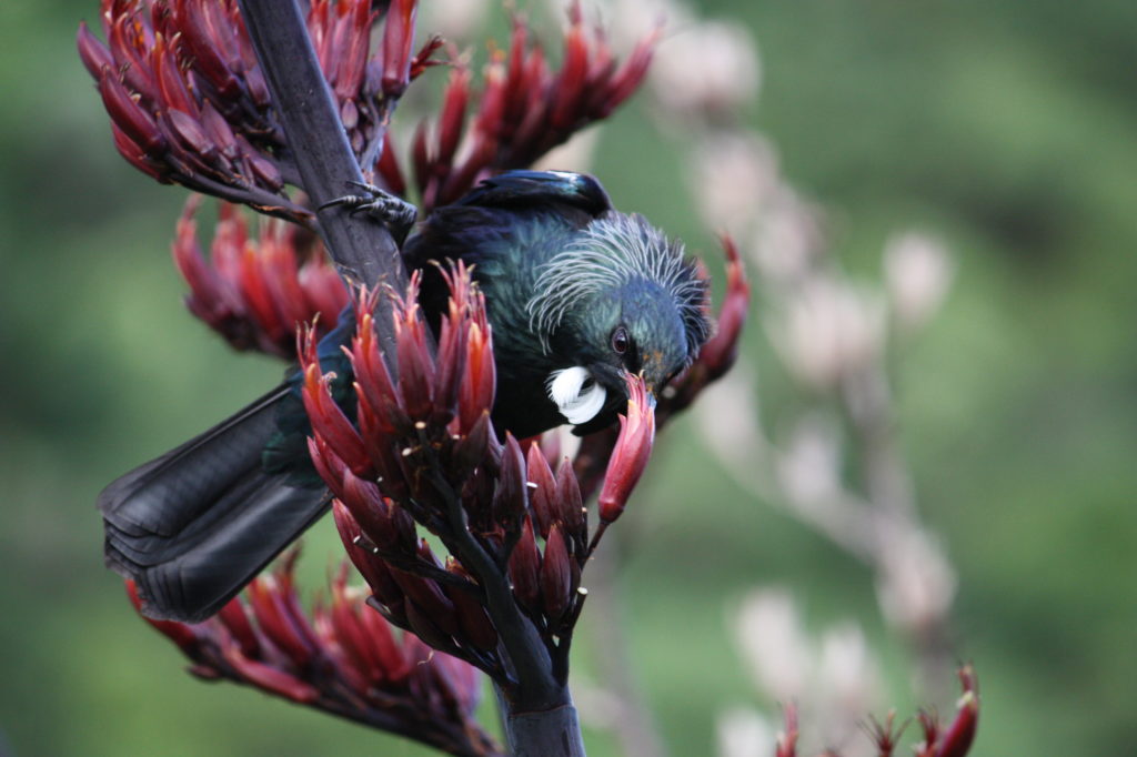Close up of a tui on a red flax bush