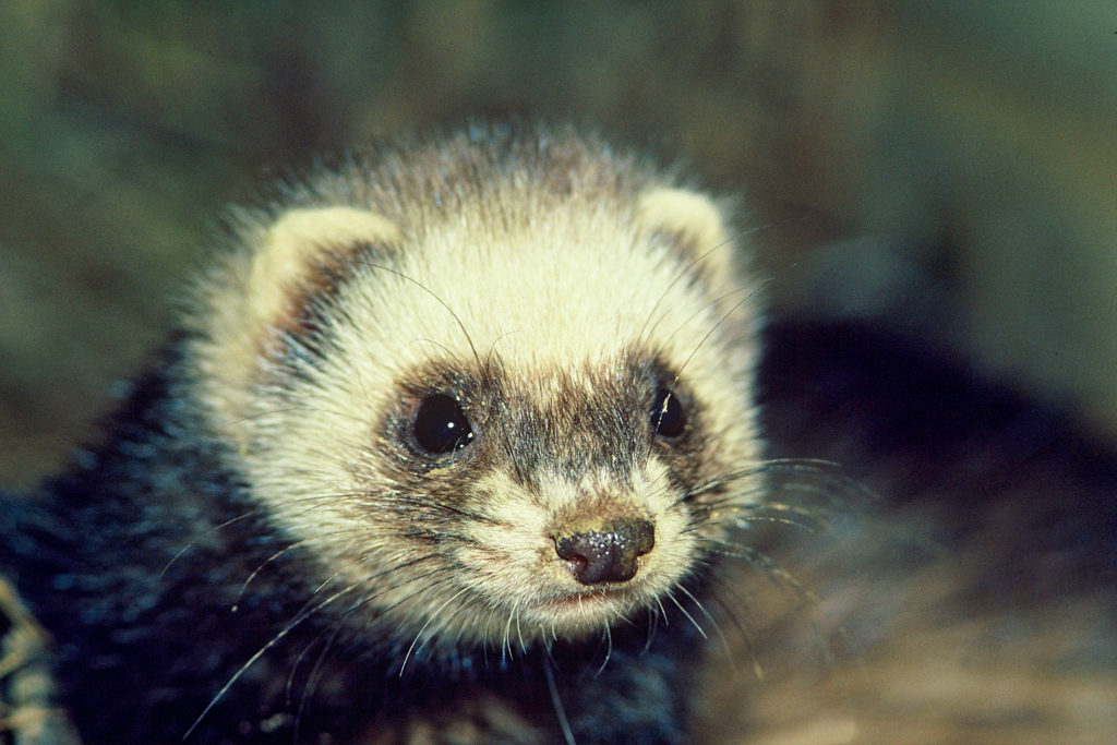 A close up of the ferret's face