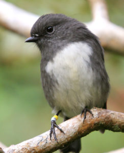 A Stewart Island robin on Ulva Island. Photograph by Mark Joblin via en.Wikipedia.