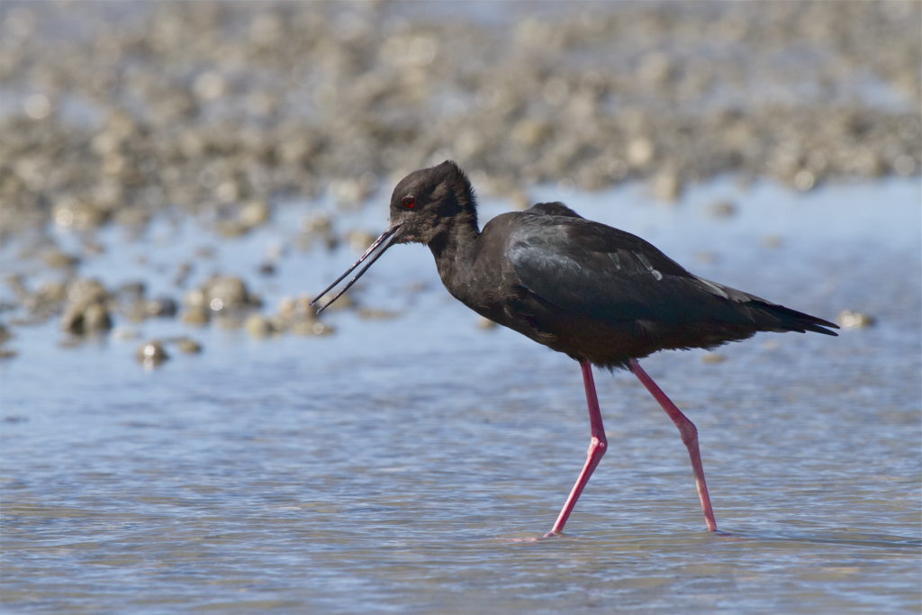 A black stilt wading in shallow water