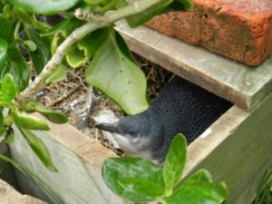 A nestbox with penguin in residence.
