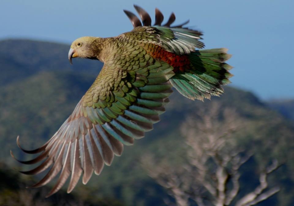 A kea in flight