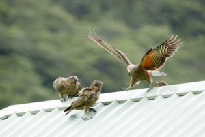 A group of young kea playing on a roof in Arthurs Pass village. Photo by Andrew Walmsley.