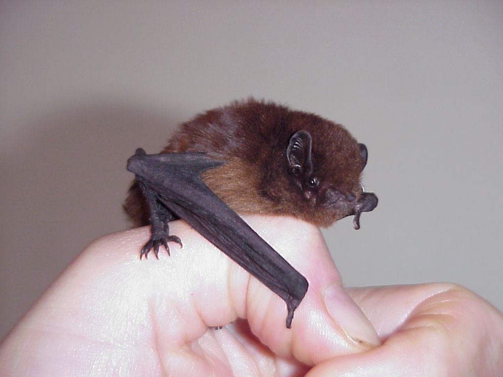 Long-tailed bat_Photo_Colin O'Donnell