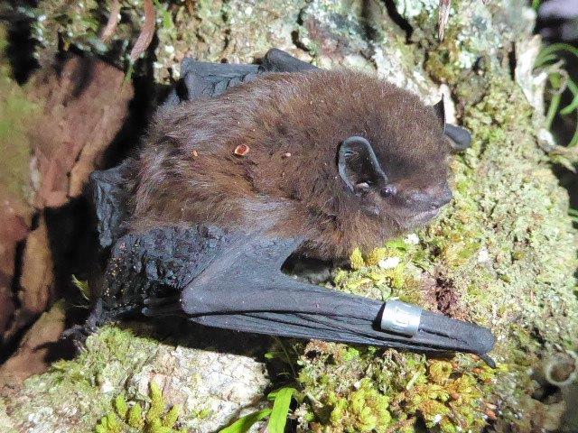 A close up of long-tailed bat