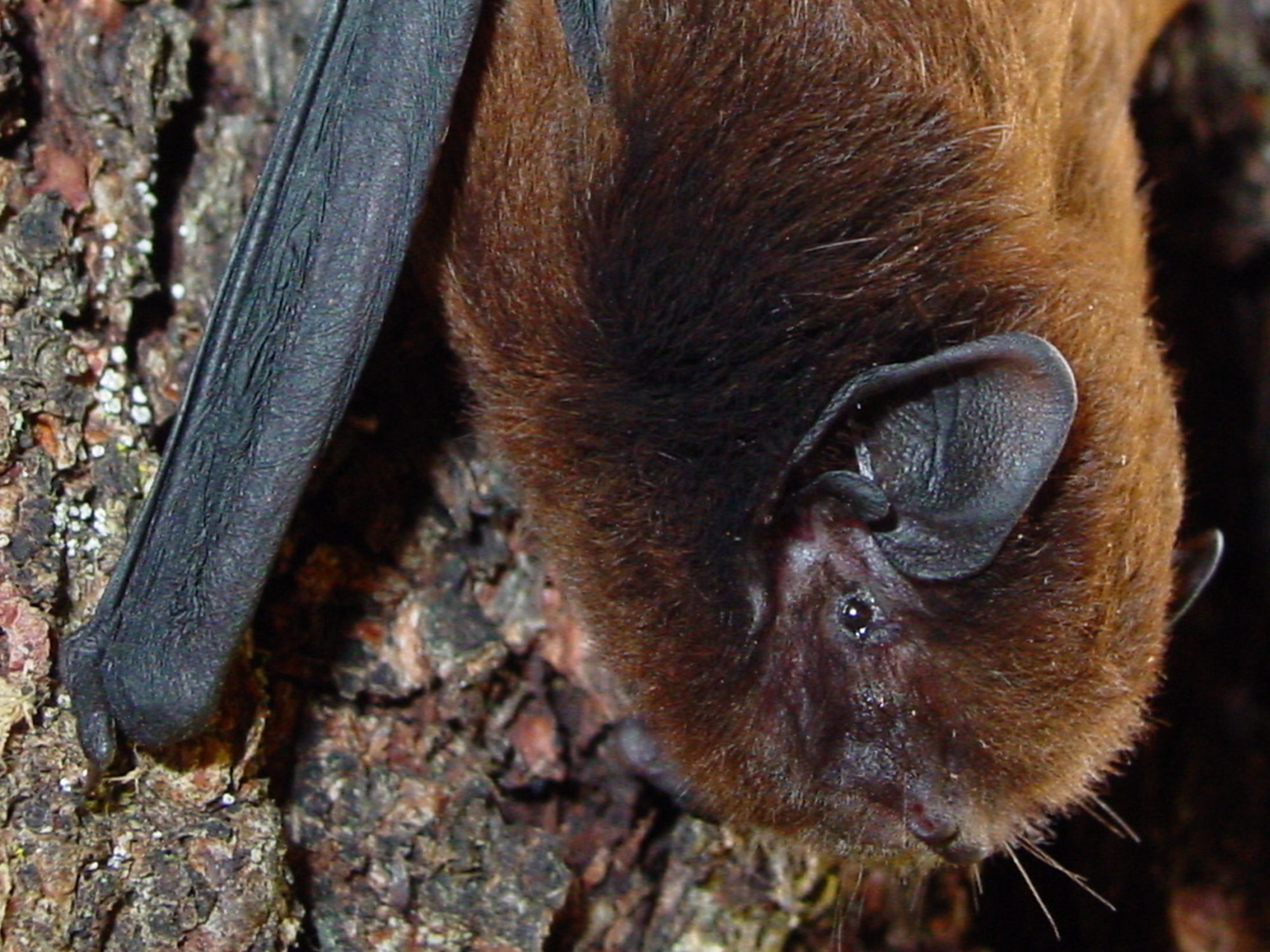 Hibernation or torpor? Understanding our weird and wonderful bats