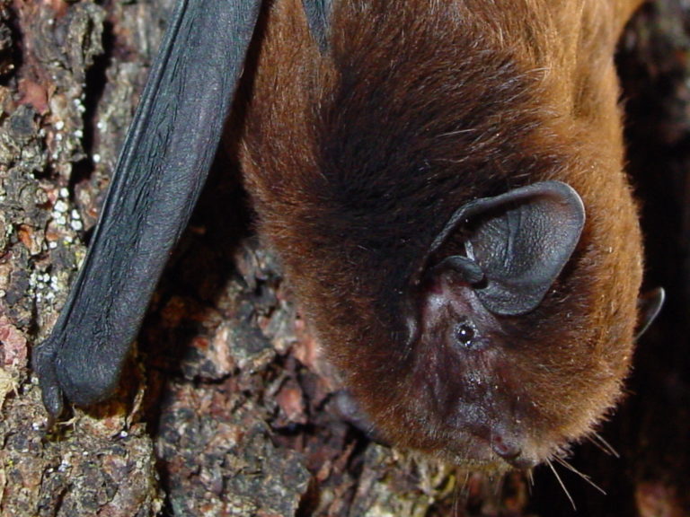 Close up of long-tailed bat on tree trunk