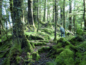 A mossy forest floor