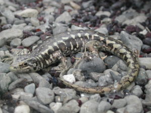 Otago skink at Nga Manu Nature Reserve. Photo: 'Pseudopanax' via Wikimedia Commons.