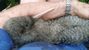 Pino hatched at Willowbank in February 2015 and is now "doing very nicely" in the wild after release from the creche in January 2016.