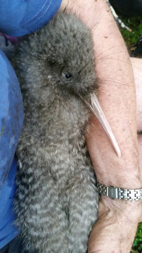 A kiwi being carefully held