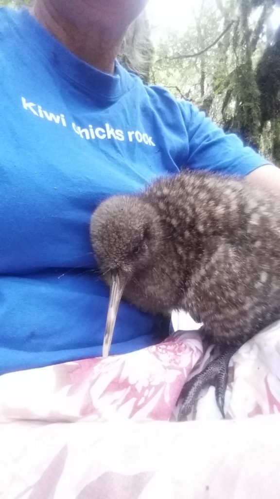 A kiwi chick being carefully held