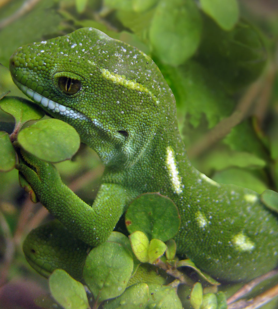 A close up of the Wellington green gecko