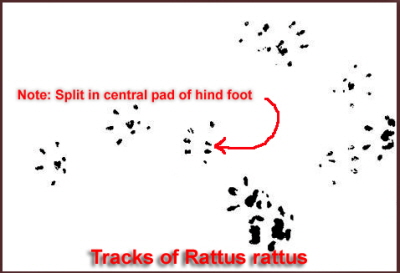 Tracks of rattus rattus