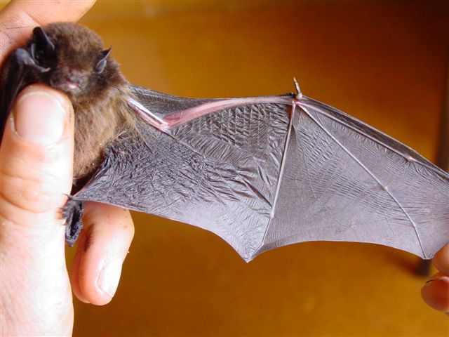 A bat wing outstretched