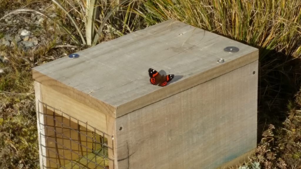 A red admiral on a trap box