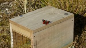 It's not only kiwi who appreciate traps in the area. A red admiral suns itself on a new trap at 1000m near Mt Leitch. Sponsorship is being sought to help fund the trapping programme.