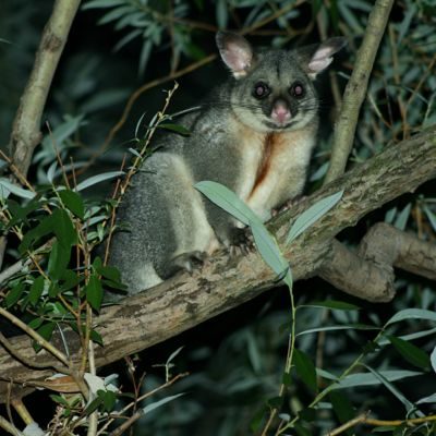 Brushtail Possum. Photo: Toby Hudson via Wikimedia Commons.