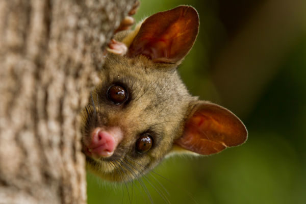 possums fur trade Photo: Andrew Mercer via Wikimedia Commons.