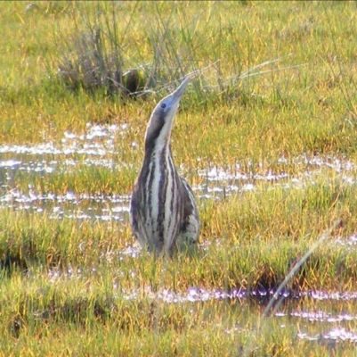 A bittern in the Waikawau wetlands.