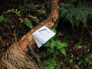 A chew card nailed to a branch
