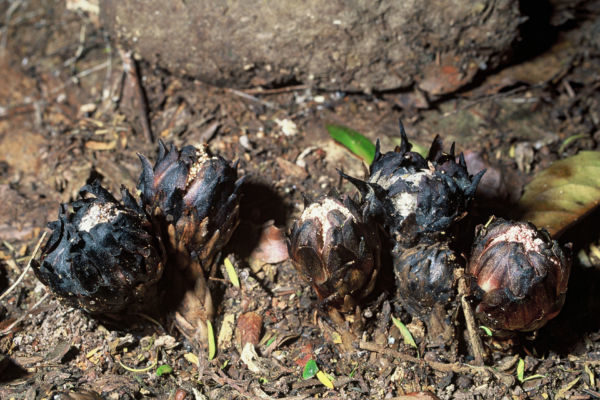 Male Dactylanthus (wood rose) flowers. Photo: R. Stanley (DOC) via Wikimedia Commons.