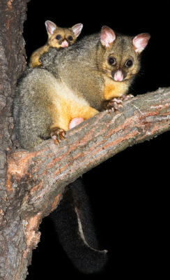 Brushtail possum. Image credit: J.J. Harrison via Wikimedia.