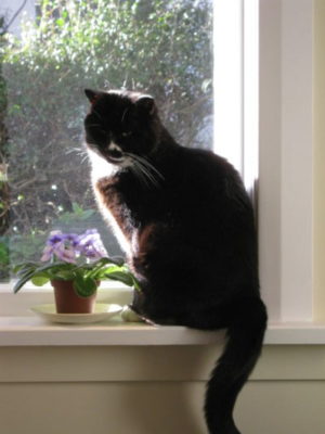 Safe inside - and wildlife are safer too.