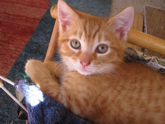 The answer to changing cat owner behaviour lies in appealing to the owner's concern for a much-loved pet. Cats - and kittens - are safer inside