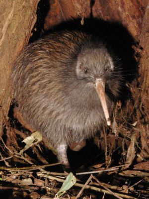 North Island brown kiwi. Image credit: Maungatautari Ecological Trust (Wikimedia Commons).