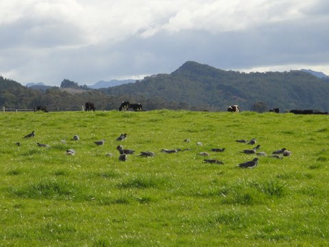 A field with a flock of landed kererū