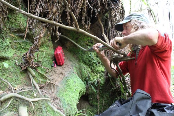 Scoping a blue penguin burrow in Buller. Photo: West Coast Penguin Trust.