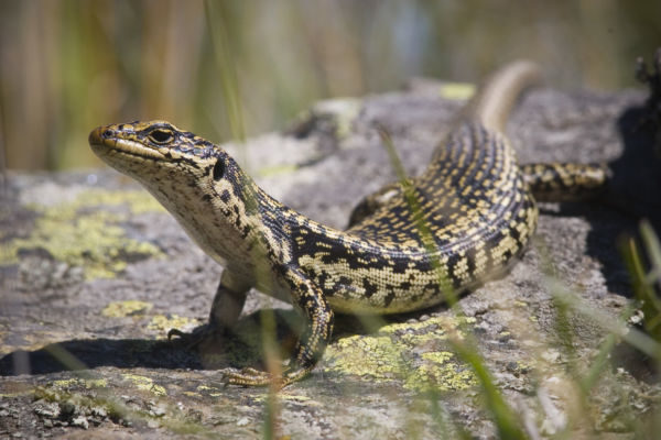 Grand Skinks (Oligosoma grande) are known to eat considerable quanities of fruit, particularly in autumn. Image credit: James Reardon.