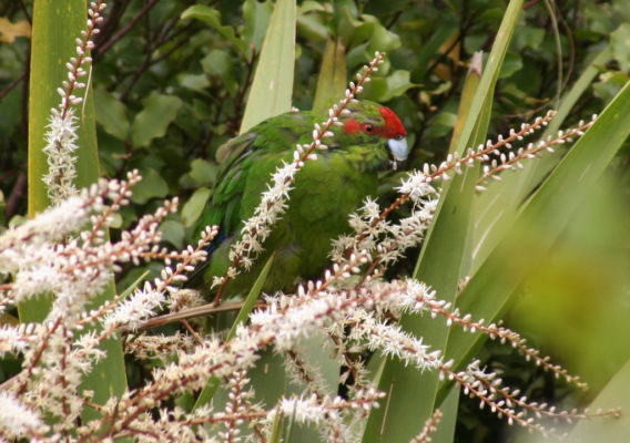 Red crowned parakeet feeding on a cabbage tree flowers on Tiritiri Matangi Island. Photo: Duncan (Wellington) via Wikimedia