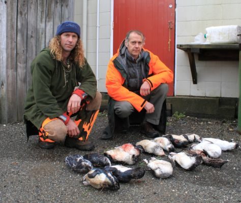 WCPT ranger, Reuben Lane(left) and Scott Freeman (Doc) with some of the 22 blue penguins killed by a roaming dog over 1-2 nights in 2012.