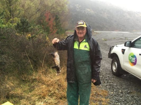 The first ferret caught by Trustpower staff volunteers on the Wilberforce River.
