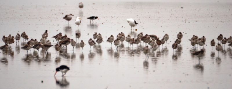 Birds in an estuary
