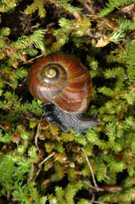 A native snail in some moss