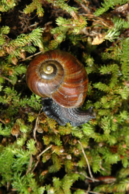 Powelliphanta augusta. Photo: K.J. Walker (DOC) via Wikimedia Commons.