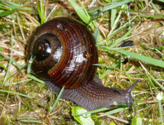 Powelliphanta lignaria johnstoni. Photo: Jess Reedy (DOC) via Wikimedia commons.