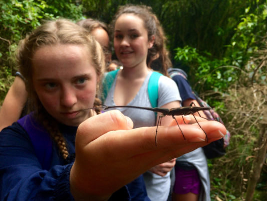 Pupils from Nelson College for Girls discover a giraffe weevil during a class visit to Brook Waimarama Sanctuary.