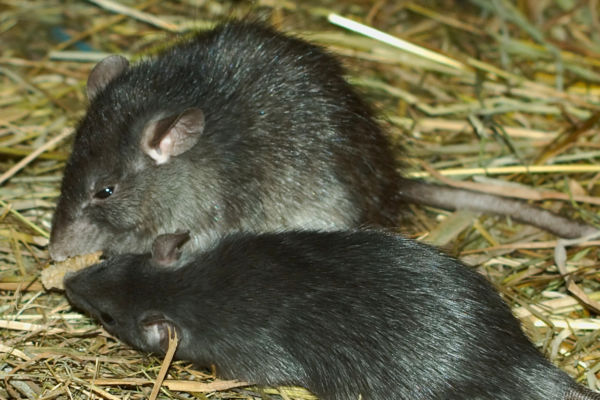 Two black rats on straw