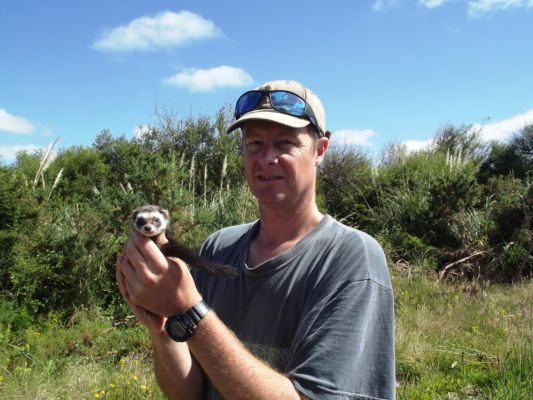 Craig Gillies with a ferret at Whangamarino Wetlands