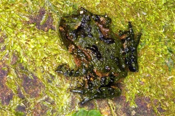 Frog on mossy rock