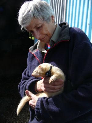 Prof Carolyn King - and ferret.