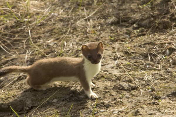 Stoat (Mustela erminea). Photo: Steve Hillebrand (Wikimedia Commons)