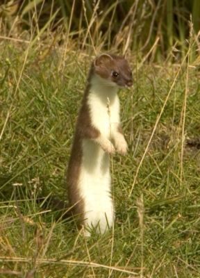 Stoat. Photo Steve Hillebrand (Wikimedia Commons)